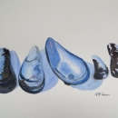 Mussel Shells - Nancy Mclean Watercolours