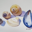 Seashells- Nancy McLean Watercolours