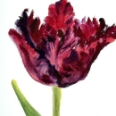 Wine-Tulip-N-McLean -WC