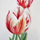 Maple-Leaf-Tulips-Nancy-McLean-WC