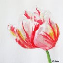Triumph-Tulip-Nancy-McLean-WC