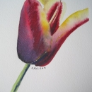 nancy_mclean_tulip